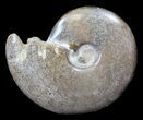 Polished Cretaceous Ammonite Fossil #35303-1